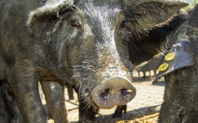 The Nebrodi Black Swine