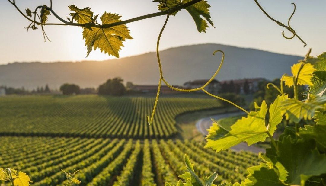 The Roots of Civilization